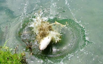 Gone Fishin’: Reel Fun at Sunnyside Ponds