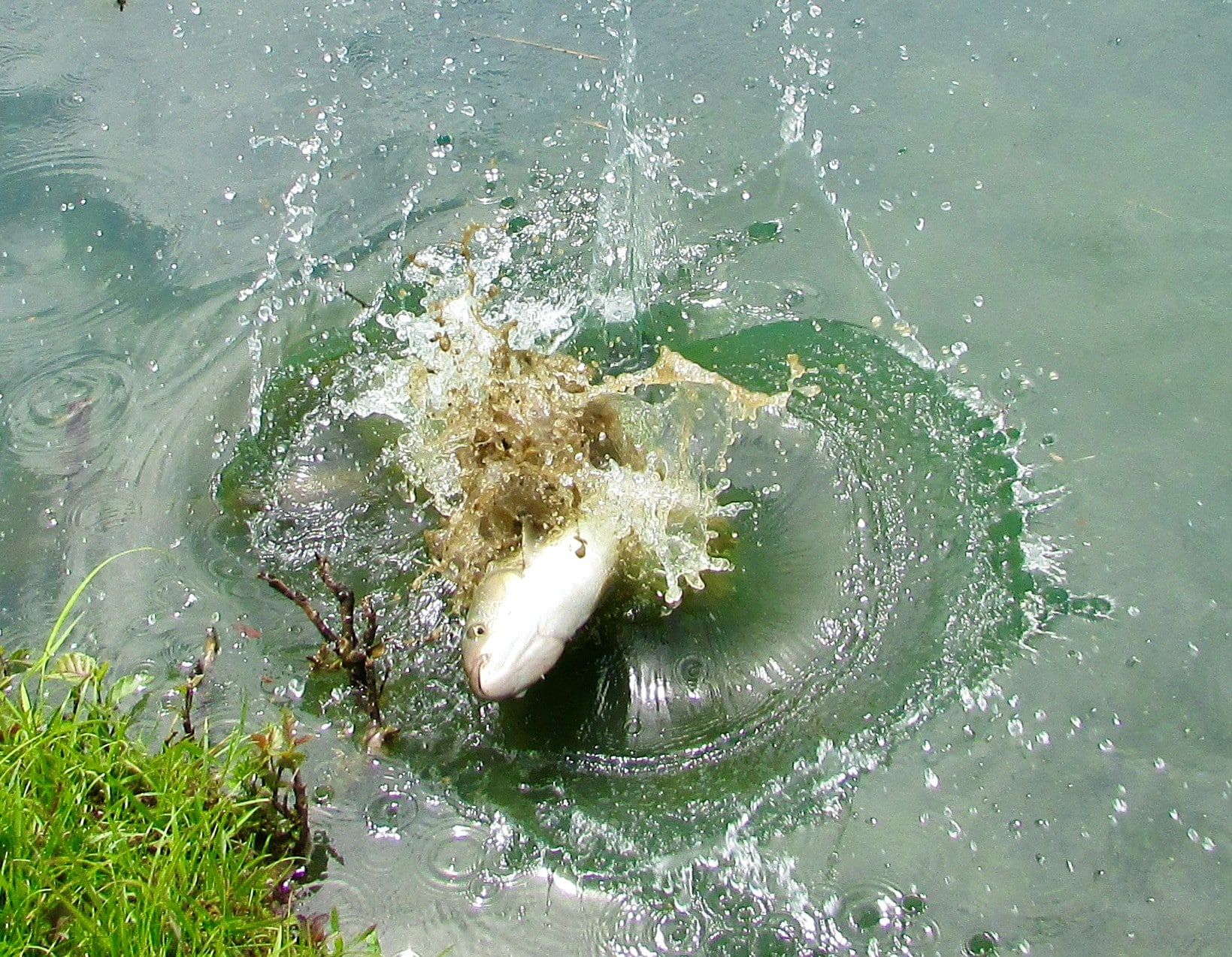 Ponds near me with bass