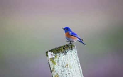 Notes from the Bluebird Trail at Sunnyside