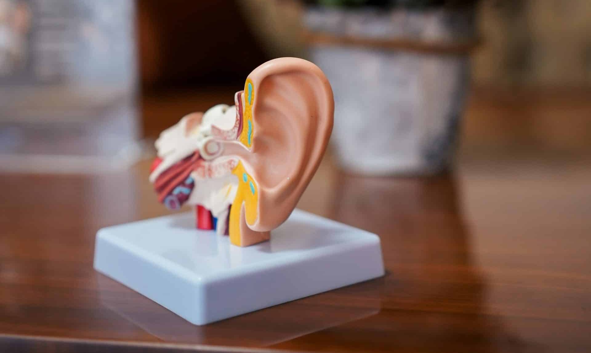 yunus tug El3s8UqibTQ unsplash ear photo